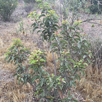 Malosma laurina, Laurel sumac in Nature by Plant Material