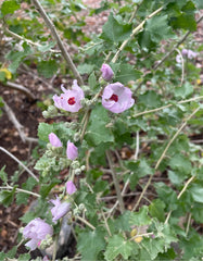 Malacothamnus fasciculatus, Chaparral Mallow Flowering