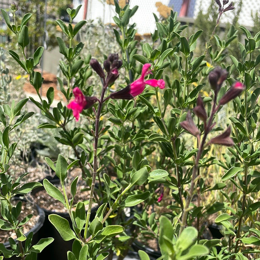 Salvia greggii 'Scarlet'