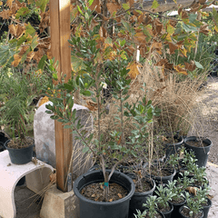 Heteromeles arbutifolia 'Davis Gold' Toyon 5 Gallon