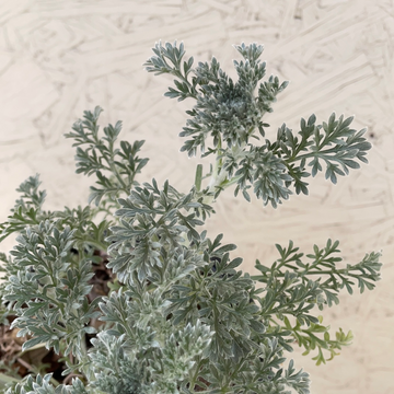 Artemisia pycnocephala 'David's Choice'
