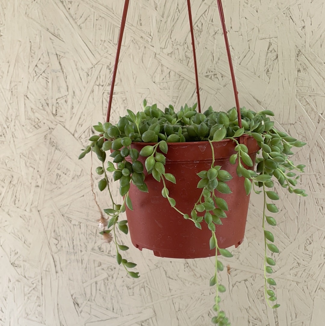 String of Tears (Sencio rowleyanus) in Hanging Basket