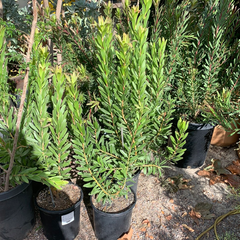 Leucadendron 'Safari Goldstrike'