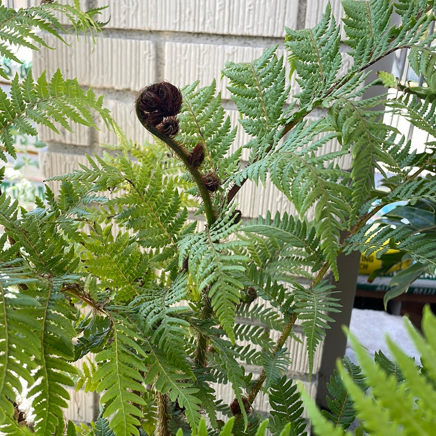 Cyathea cooperi, Australian Tree Fern