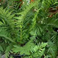 Woodwardia fimbriata (giant chain fern)