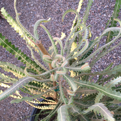 Banksia prionotes