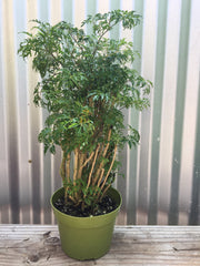 Polyscias fruticosa (ming aralia)