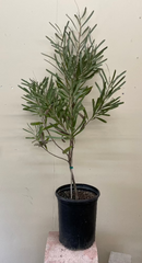 Hakea francisiana , Grass Leaf Hakea 5G
