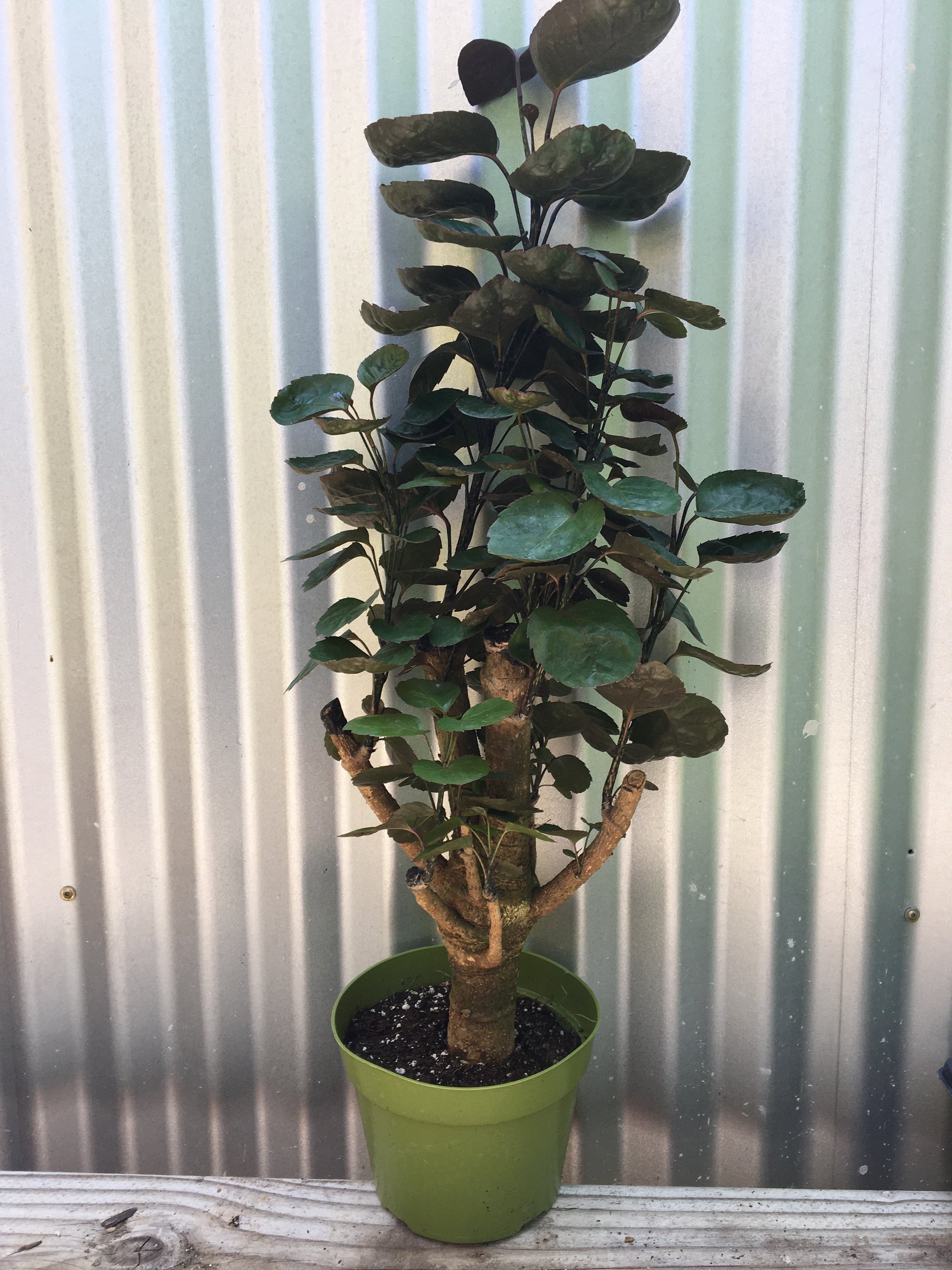 Polyscias scutellaria (aralia fabian stump)