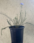 Linum lewisii, Prairie Flax 1 Gallon