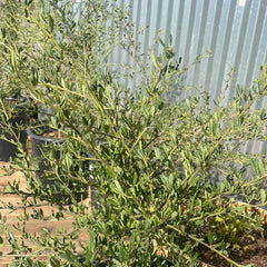 Ceanothus 'Wheeler Canyon'