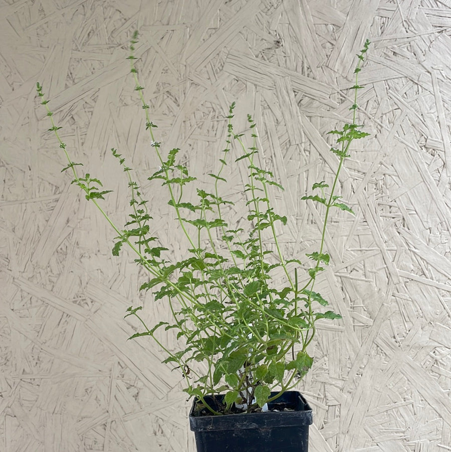Organic Strawberry Mint