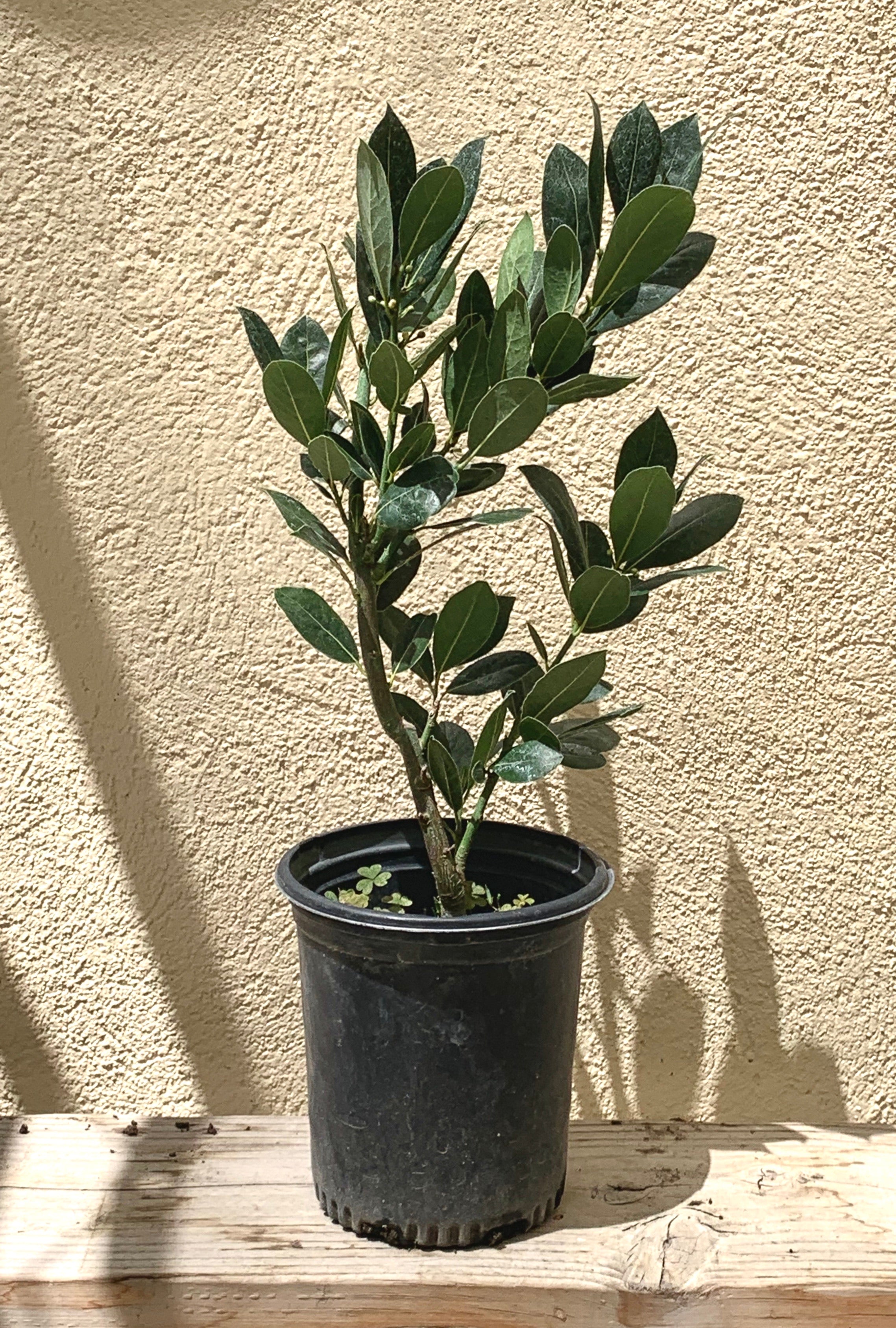 Laurus nobilis, Bay Laurel