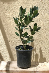 Laurus nobilis, Bay Laurel