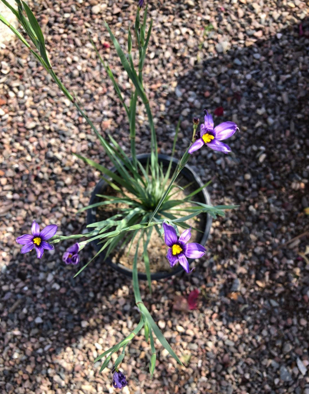 Sisyrinchium bellum 'Blue-eyed Grass'