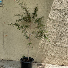 Leptospermum 'Dark Shadows'