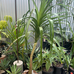 Beaucarnea guatemalensis