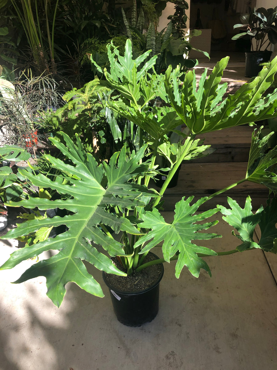 philodendron hope selloum flower Philodendron selloum 'Hope' – Plant Material