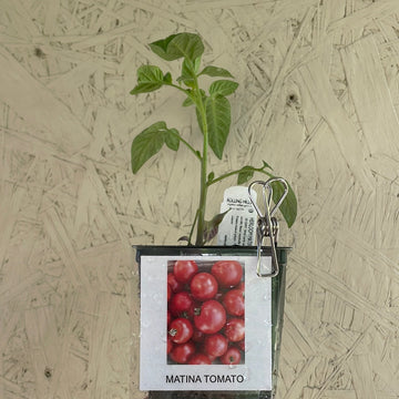 Organic Matina Tomato