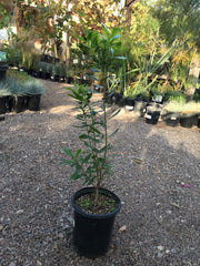 Myrica californica, Pacific Wax Myrtle