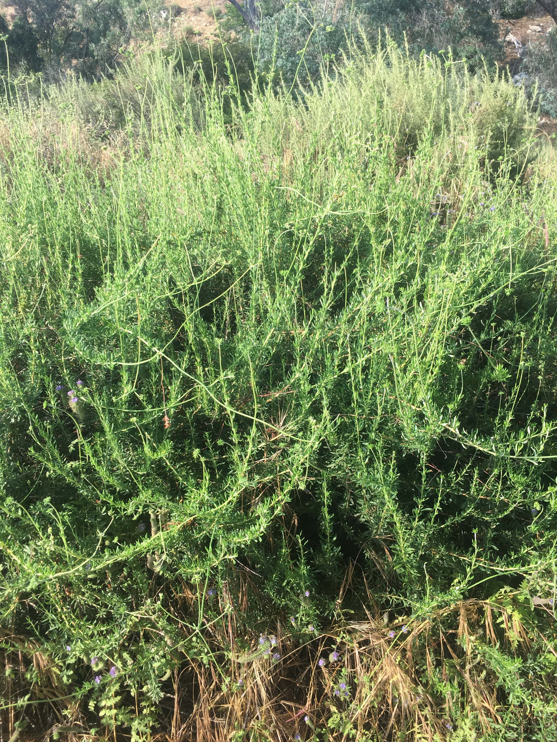 Eriogonum fasciculatum, California buckwheat Nature Shot by Plant Material