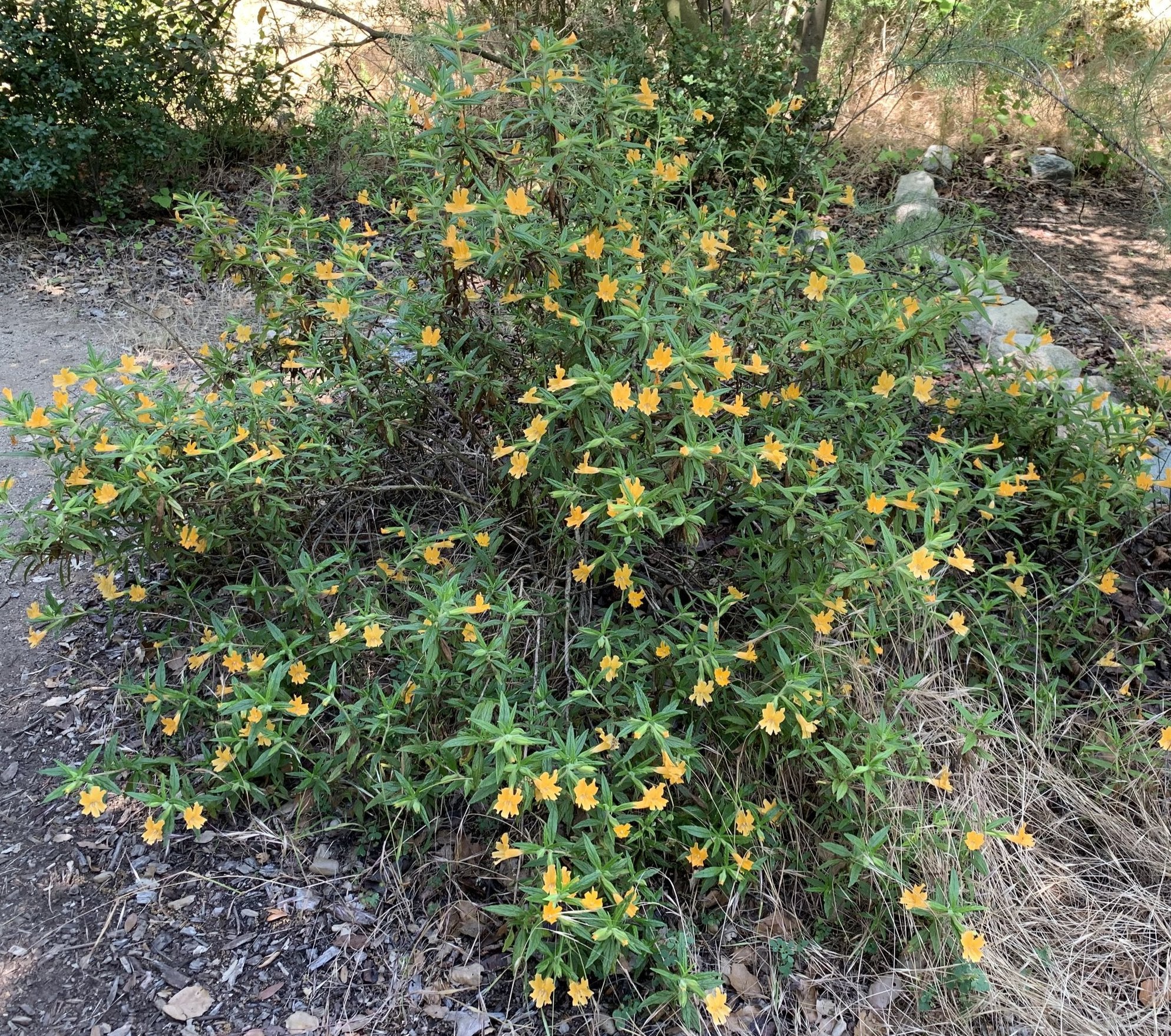 Mimulus longiflorus / Diplacus longiflorus (sticky monkeyflower