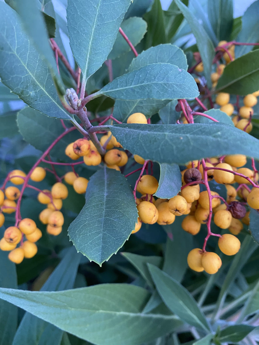Heteromeles arbutifolia 'Davis Gold' Toyon Yellow Berries