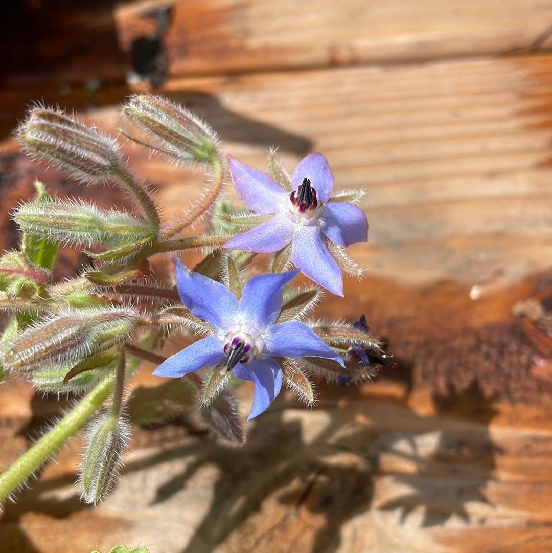 Organic Borage  - Please call shop for availability