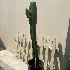 Euphorbia ingens