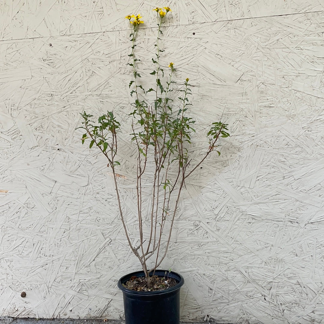 Bahiopsis laciniata (Viguiera), San Diego Sunflower