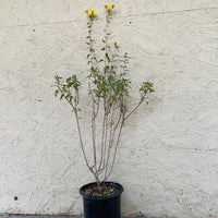 Bahiopsis laciniata (Viguiera), San Diego Sunflower