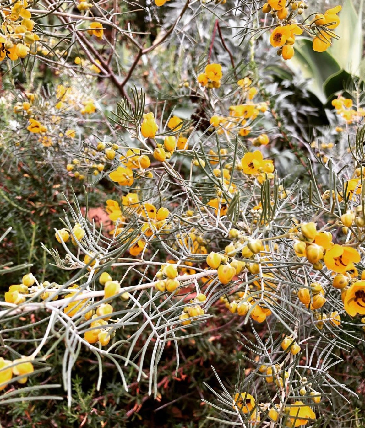 Senna Artemisiodes Flowers