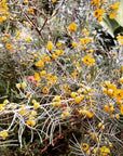Senna Artemisiodes Flowers
