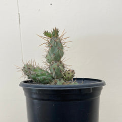 Opuntia prolifera