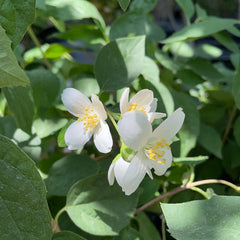 Philadelphus lewisii, Mock orange Flowers