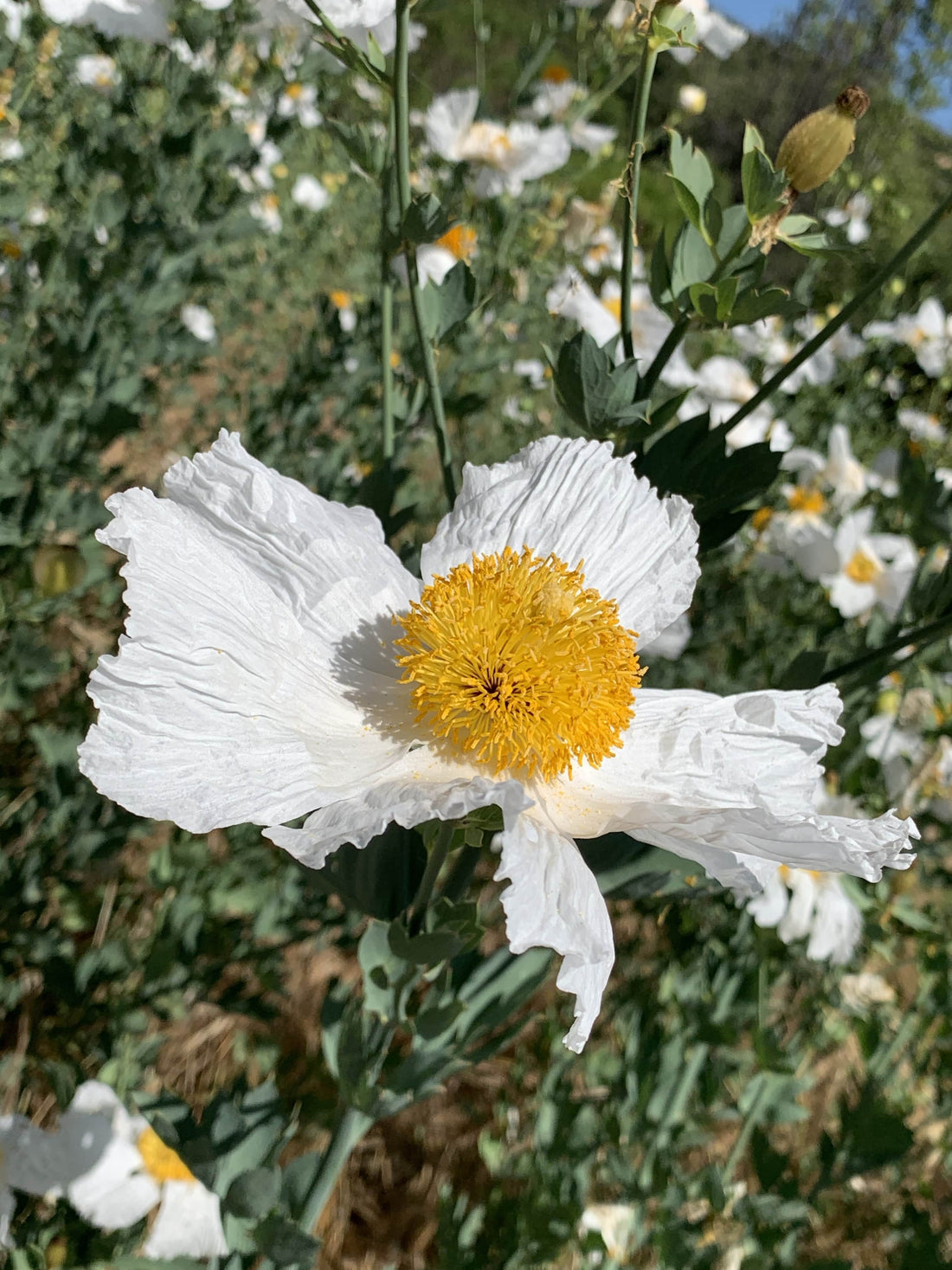 Romneya coulteri, Matilija Poppy White Flower