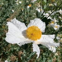 Romneya coulteri, Matilija Poppy White Flower