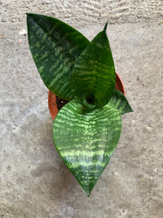 Sansevieria Hahnii 'Forest Star'