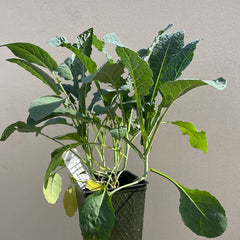 Organic Nero kale - Please call shop for availability