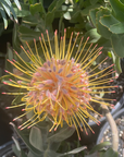 Leucospermum Brandi