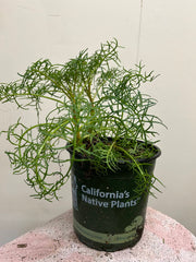 Leptosyne gigantea, Giant Coreopsis