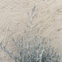 Leucophyta brownii