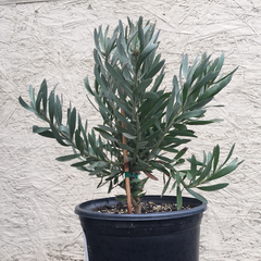 Leucospermum Kelsey