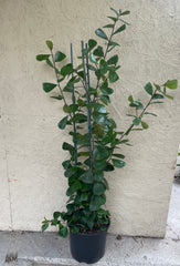Ficus triangularis