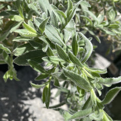 Epilobium 'everett's choice' Foliage
