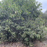 Malosma laurina, Laurel sumac Mature by Plant Material