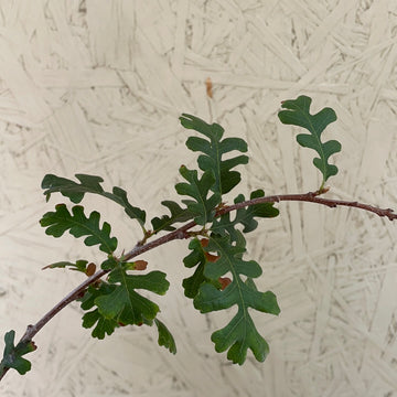 Quercus lobata, Valley Oak