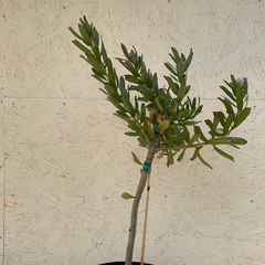 Leucospermum Starlight