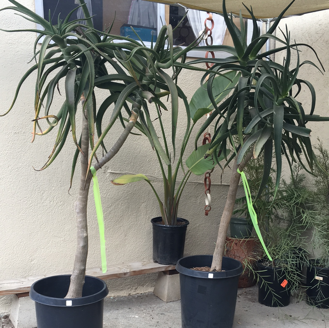 Aloe Medusa Plant Material