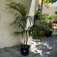 Howea forsteriana (Kentia Palm)
